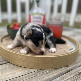 Mousse - Merle male Pomsky puppy in Sanbornton, New Hampshire from Kristie’s Husky Haven