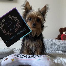 Yorkshire Terrier Puppies from Blissful_Yorkies