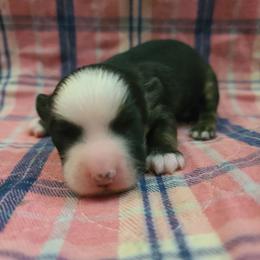 Long Haul's the Lone Drifter - Sable male Chinese Crested puppy in New Castle, Pennsylvania from Long Haul Cresteds & Long Rotts