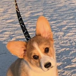 Pembroke Welsh Corgi Puppies from Coyote Creek Corgis