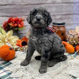 Pearl - Merle female Goldendoodle puppy in Lisbon, Ohio from Willow Lane Doodles