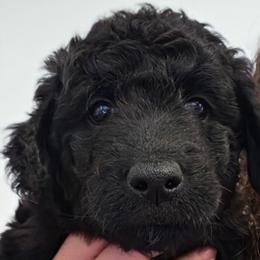 Billie Jean - Blue female Labradoodle puppy in Lansing, North Carolina from Murphy Manor Mountain Doodles