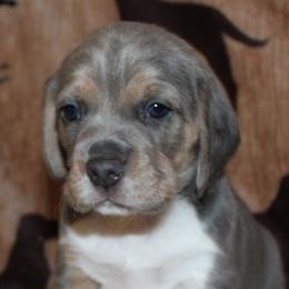 Nevada Utah Velvet - Blue tan and white female Beagle puppy in Spring Creek, Nevada from Badland Kennel