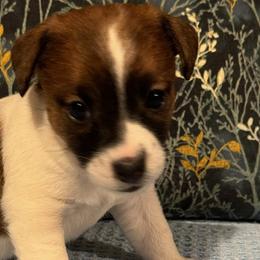 Jack Russell Terriers from Maestro Jacks