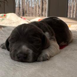 Bea - Piebald female Dachshund puppy in Wallingford, Kentucky from Hensley Homestead Dachshunds