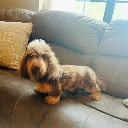 Lottie - Dachshund