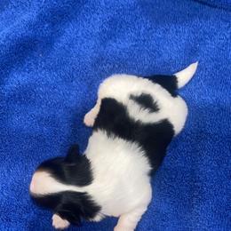 Boy 1 - Black and white male Shih Tzu puppy in Bauxite, Arkansas from TnT Shih Tzu