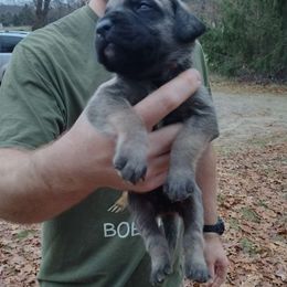 Red boy - Fawn Mastiff puppy in Dowagiac, Michigan from Flanders Kennels LLC