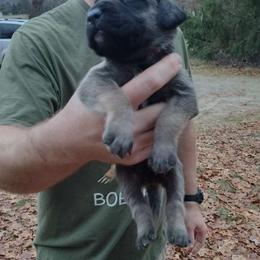 Red boy - Fawn Mastiff puppy in Dowagiac, Michigan from Flanders Kennels LLC