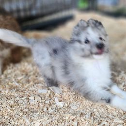 Kenny - Blue merle and white male Shetland Sheepdog puppy in Weedsport, New York from M&M Shelties and Smooch-A-Bulls English Bulldogs
