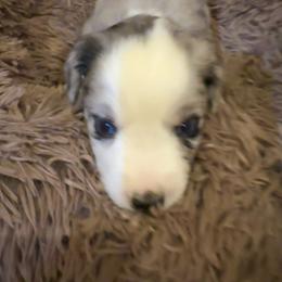 Ace - Blue merle male Toy Australian Shepherd puppy in Nemo, Texas from Fairway Furries