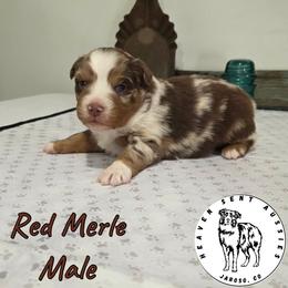 Quest - Red merle male Miniature Australian Shepherd puppy in Jaroso, Colorado from Heaven Sent Aussies