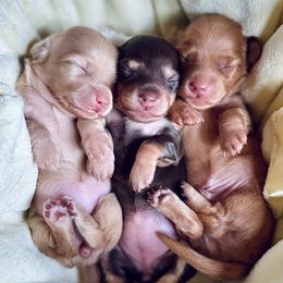 Labrador Retriever puppies from Pure Joy Labradors and Mini Dachshunds
