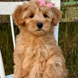 Pink - Red  female Goldendoodle puppy in Hesperia, Michigan from Red Acres Poodles & Doodles