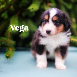 Vega - Black tri female Miniature American Shepherd puppy in Battle Ground, Washington from Casita Miniature American Shepherds