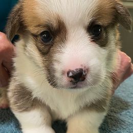 Pembroke Welsh Corgi Puppies from Silver Mae Kennel