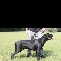 Glock - Cane Corso