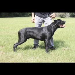 Glock - Cane Corso