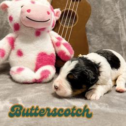 Butterscotch - Tri-color male Bernedoodle puppy in Boiling Springs, South Carolina from OlliePups, LLC