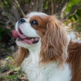 Kevin - Cavalier King Charles Spaniel