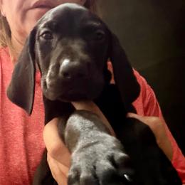 Girl 1 - Black female German Shorthaired Pointer puppy in Aitkin, Minnesota from Whispering’s GunDogs