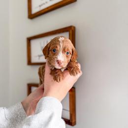 Chillbark - Red  female Goldendoodle puppy in Greencastle, Indiana from Willow & Co.