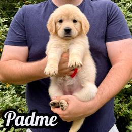 Padme - Light golden female Golden Retriever puppy in Salem, Virginia from Virginia Goldens