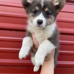 American Corgi Puppies from Peach Tree Corgi Co.