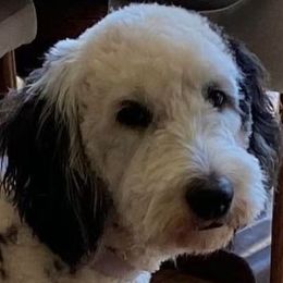 Vivi - Sheepadoodle