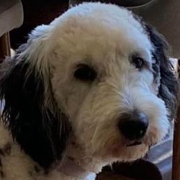 Vivi - Sheepadoodle