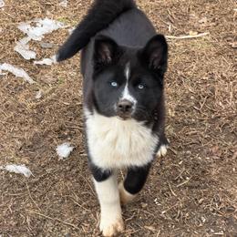 Aurora - Black and white female Pomsky puppy in La Vergne, Tennessee from Atencio Pomsky