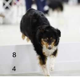 Miniature American Shepherds from Tntowne Miniature American Shepherds