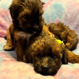 Yellow - Brown female Whoodle puppy in Haughton, Louisiana from Bailey’s Cajun Canines