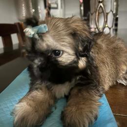 Lexi - Black gold and white female Shih Tzu puppy in Azusa, California from RJ Shih Tzu lover