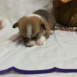 Pembroke Welsh Corgi puppies from PBA Kennel