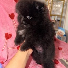 Pomeranian Puppies from Pinky’Z House Of Poms