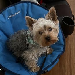Teddy - Yorkshire Terrier