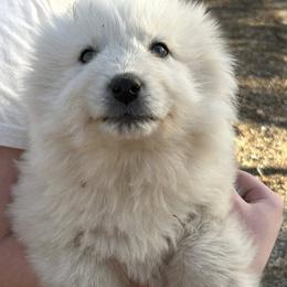 Great Pyrenees puppies from Nemaha Valley Farms