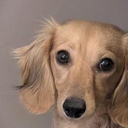 Ginger - Dachshund