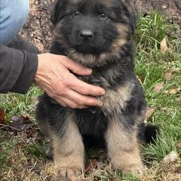 Yellow girl - Black and red female German Shepherd puppy in Pana, Illinois from von Fenja German Shepherd Dogs