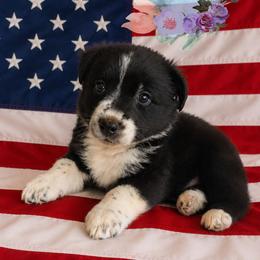 Pandora - Black & white female Australian Shepherd puppy in Honeoye Falls, New York from Soaring SKKY Australian shepherds