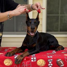 Blue collar girl - Black and rust female Doberman Pinscher puppy in Stow, Ohio from Imperium Dobermann