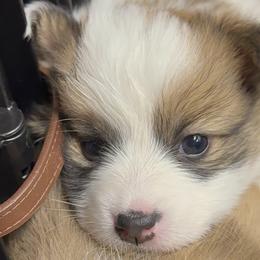 American Corgis and Pembroke Welsh Corgis from Corgi Love Tales