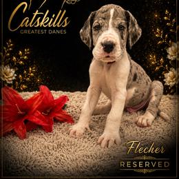Fletcher - Mantle merle male Great Dane puppy in Liberty, New York from Catskills Greatest Danes