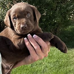 Blue - Chocolate male Labrador Retriever puppy in Spokane, Washington from Learn's Labs