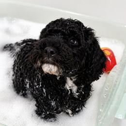 Indigo - Black male Goldendoodle puppy in Camden, North Carolina from Oopsie Doodles of NC