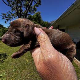 Co Co Puff - Chocolate female Dachshund puppy in Bentonville, Arkansas from T & D Dachshunds by design