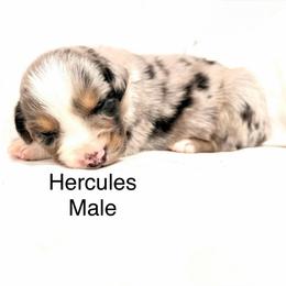 Hercules - Blue merle male Australian Shepherd puppy in Vernal, Utah from Dancing M Kennels