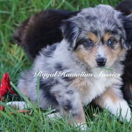 Athena 🌬 - Miniature American Shepherd puppy from Royal Hawaiian Aussies LLC