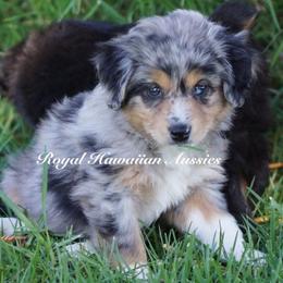 Athena 🌬 - Miniature American Shepherd puppy from Royal Hawaiian Aussies LLC
